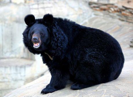 亚洲黑熊,神秘森林中的守护者